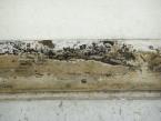moldy wall